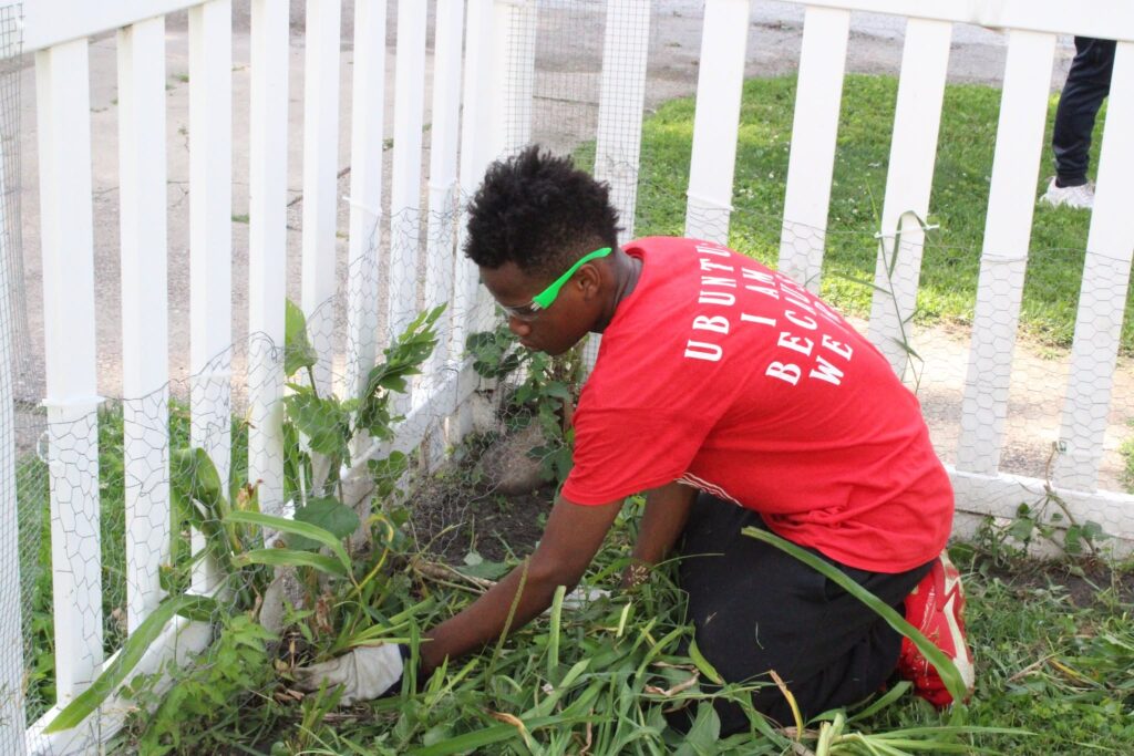 Student pulling weeds